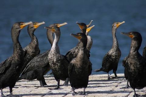 A group of dark grey birds with orange faces standing on a dock