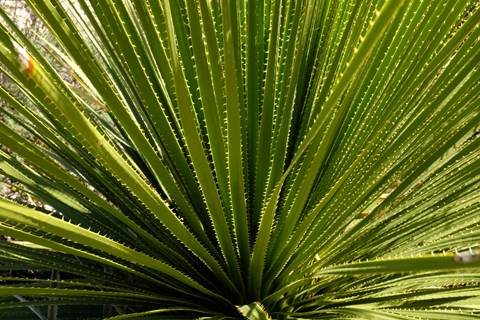 Close up of the sotol plant.