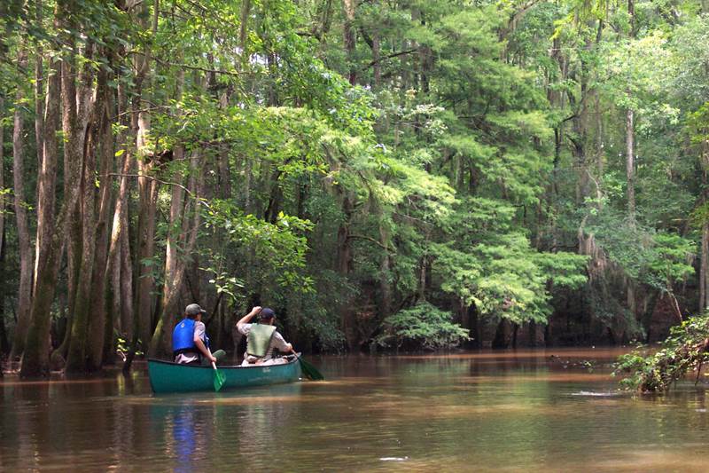 Two people in a canoe on a narrow creek surrounded by forest