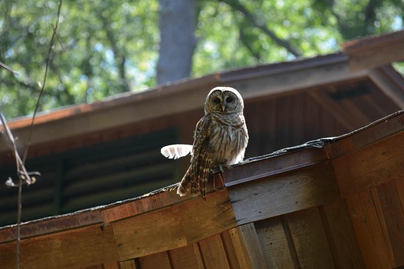 An owl perched on a wooden building