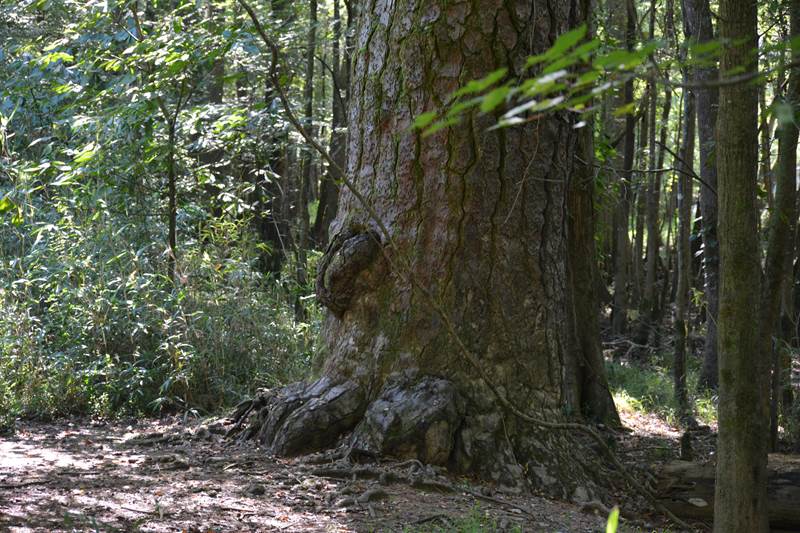 A very large tree surrounded by smaller trees in a forest