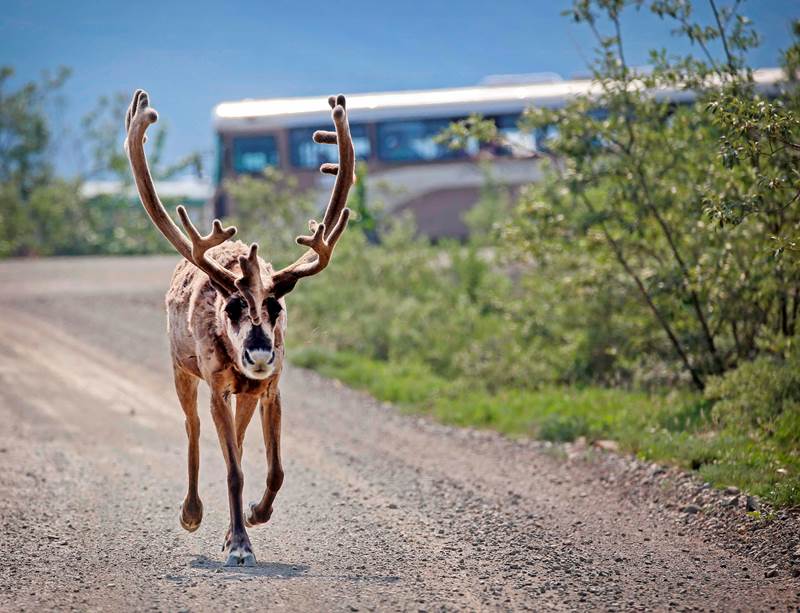 a bus on a gravel road behind a large caribou that is trotting on the road