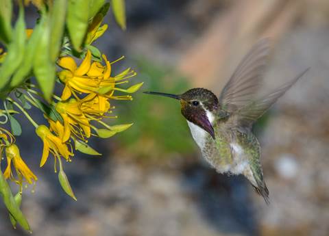 A green hummingbird with a purple and white throat drinks from a yellow flower.