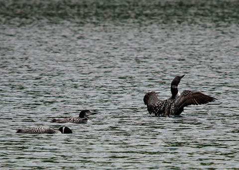 Three black and white checkered birds glide on the water. One flaps its wings about to take flight.