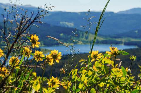 Wildflowers with a lake in the background.