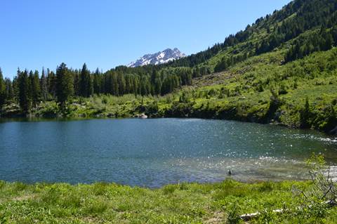 A small lake surrounded by green vegetation and trees.