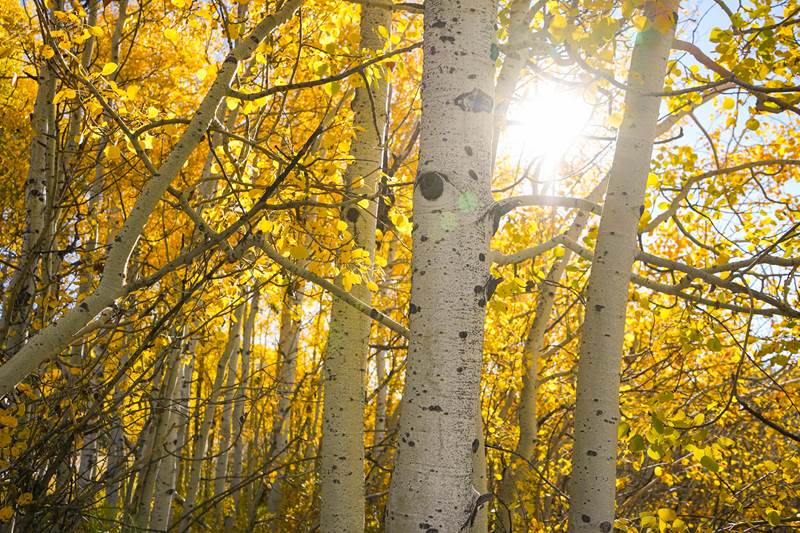Aspen trees with yellow leaves and the sun shining through the trees.