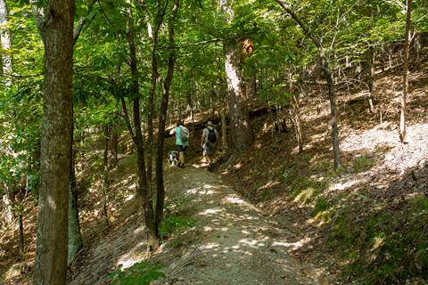 Dirt hiking trail surrounded by dense forrest.