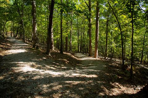 Gravel hiking trail surrounded by a dense forrest.