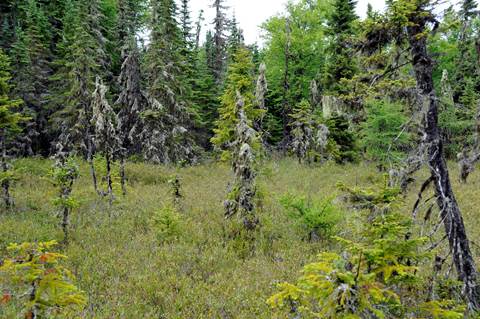 A bog surrounded by conifers on Raspberry Island.