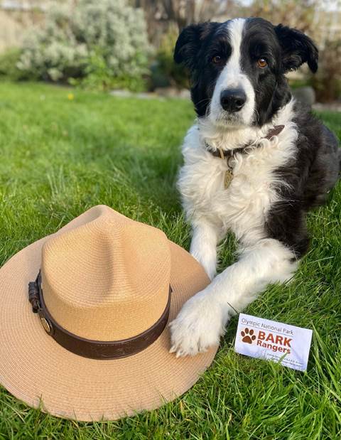 A black and white dog poses with a ranger hat.