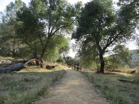 View of a wide hard packed dirt trail in an open area shaded by oak trees
