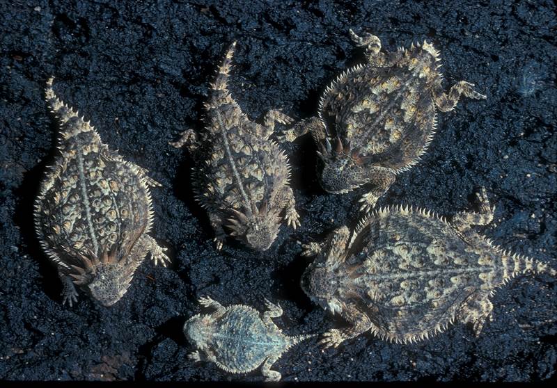 A group of Phrynosoma solare, or regal horned lizards.