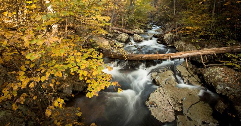 A river navigates through an autumn forest.