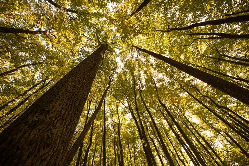 Looking up at a poplar stand canopy, which is turning yellow in fall.